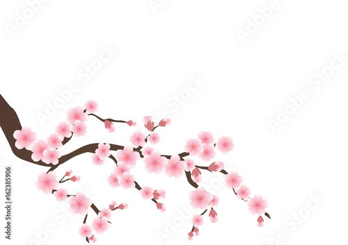 Cherry blossom flowers background. Sakura pink flowers background.