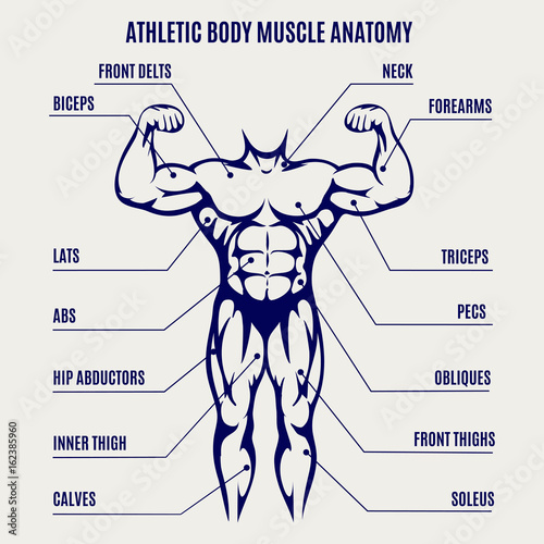 Athletic body muscle anatomy ballpoint pen colors poster. Vector illustration