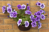 Wall mounted pot of purple surfina petunias