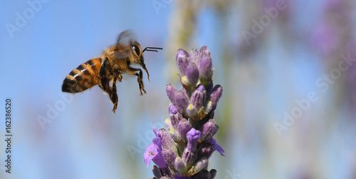 Photos abeille en vol en provence