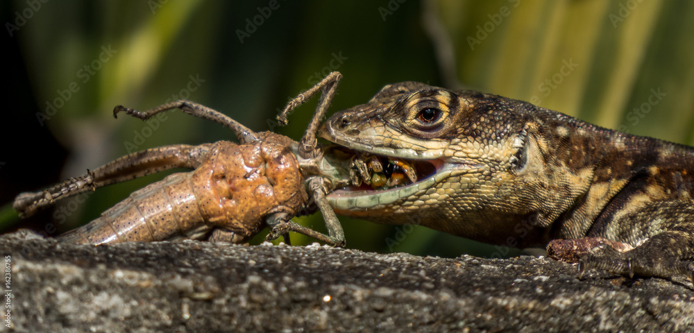 Obraz premium Lizard eating grasshopper