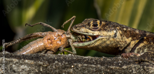 Lizard eating grasshopper