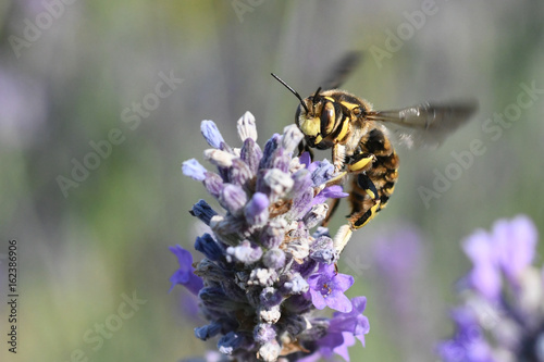 abeille en vol en provence