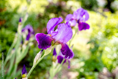 Fototapeta Naklejka Na Ścianę i Meble -  Purple irises bloom in the botanical garden 