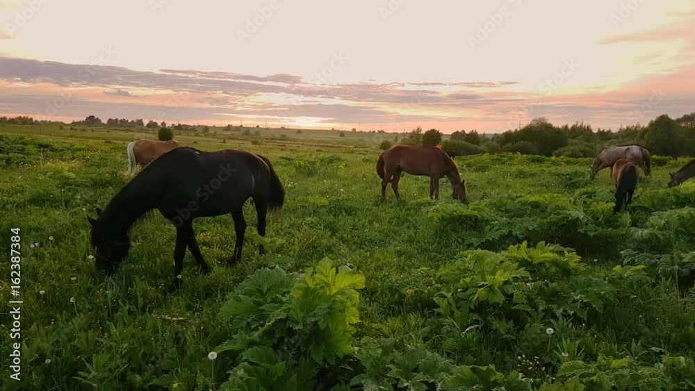 Horses are grazing in the meadow at sunset Horses are grazing in the meadow at sunset