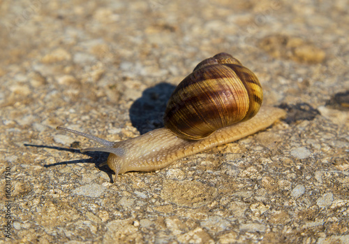 Snail on the ground closeup