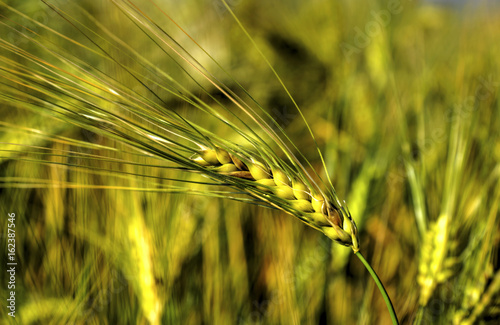 Fresh ripe wheat on the field closeup