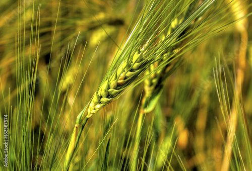 Fresh ripe wheat on the field closeup