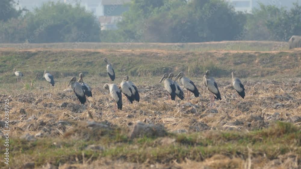 Big group of Asian openbill storks standing at the farmland with a water buffalo at the background in Cambodia