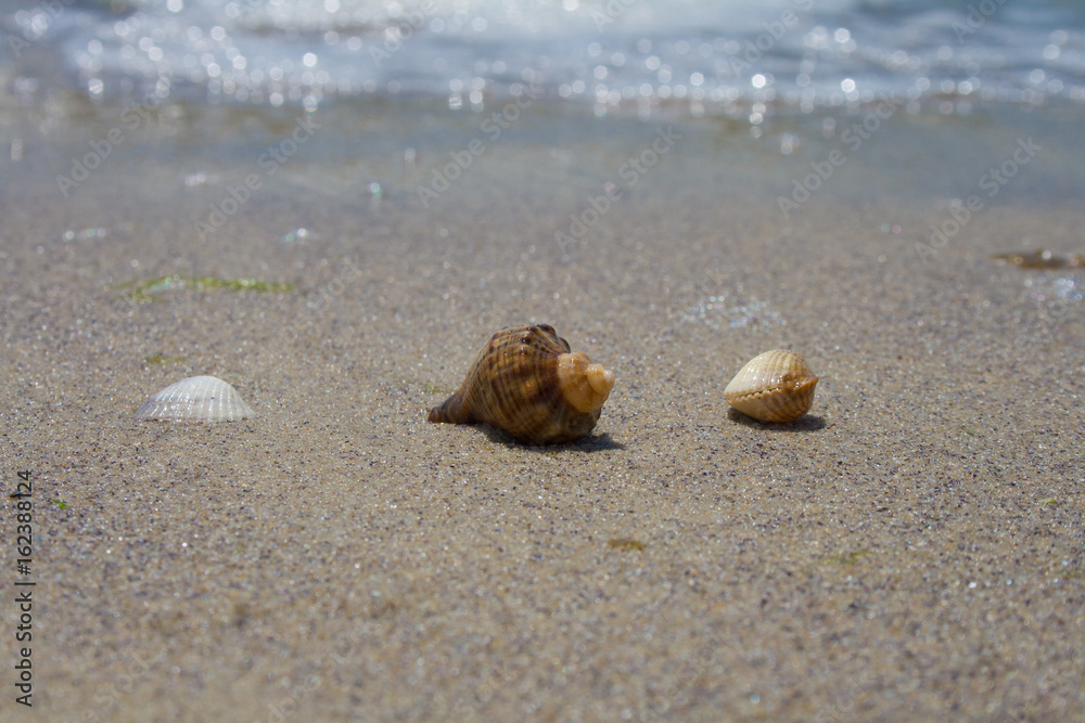 Shells in the sand on the beach. Close-up. Against the backgroun Shells in the sand on the beach. Close-up. Against the backgroun