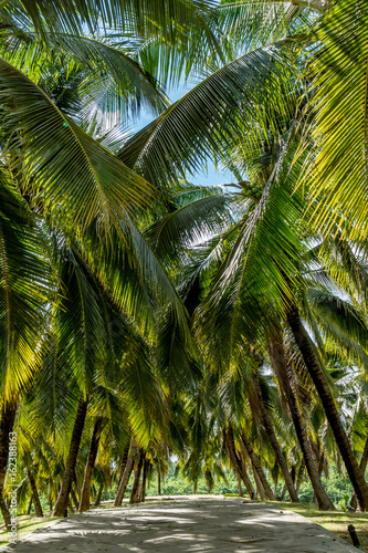 Green Coconut trees
