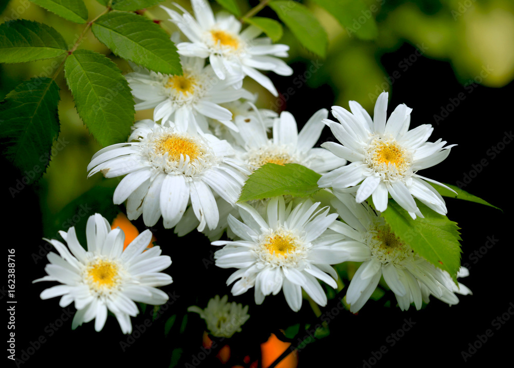 Obraz premium colorful summer flowers