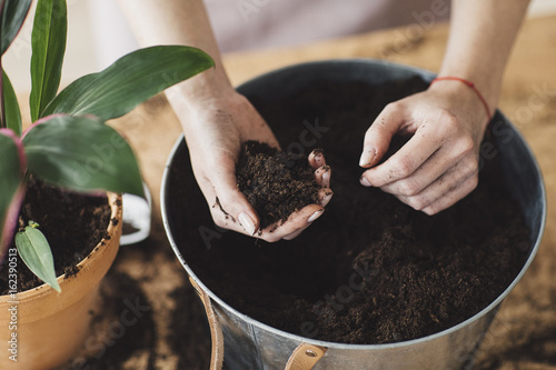 Hands of unrecognisable woman florist holding soil for planting. photo