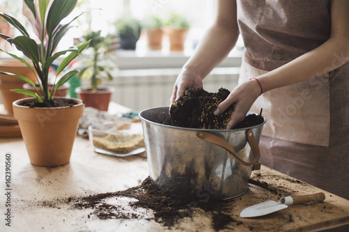 Hands of unrecognisable woman gardener putting soil and seeds in planting pot.