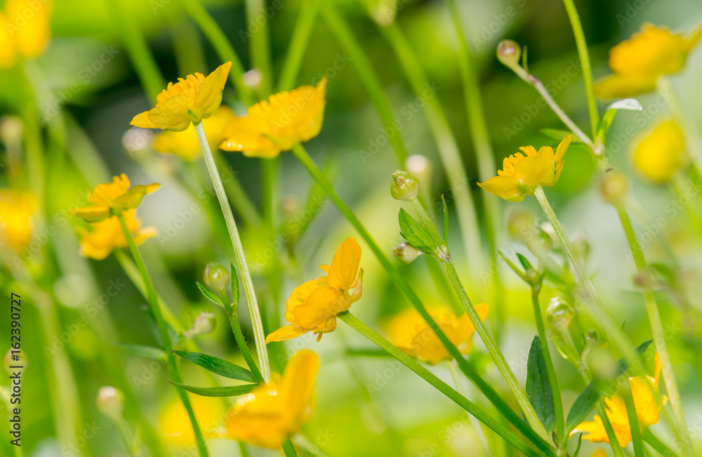 Fototapeta premium Yellow wildflowers in meadow, close-up
