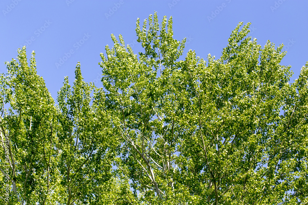 Tree with green leaves against the blue sky Tree with green leaves against the blue sky