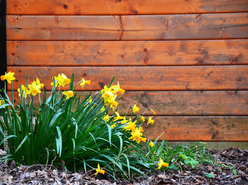 Daffodil blooming in garden with wooden wall in background
