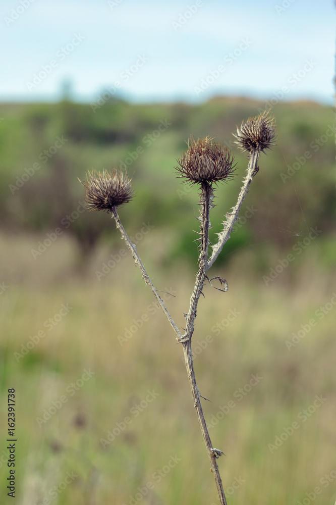 Spiny dry weed. Dry silybum marianum flowering on a sunny day in the wild nature. Dead and dry thistles on the meadow.