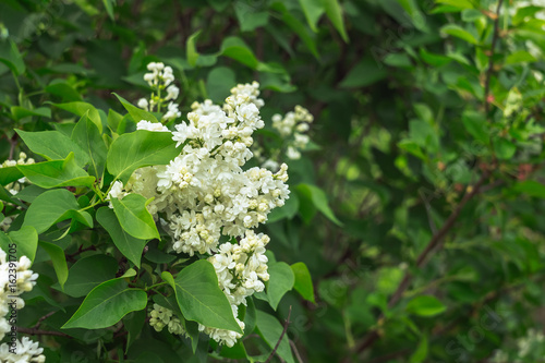 Beautiful blooming white lilac on the bush with green leaves on the springtime