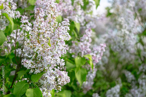 Beautiful blossoming of a lilac in the springtime.