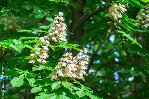 The beautiful flowering chestnuts in early summer. Closeup photo. Green leaves on the tree.