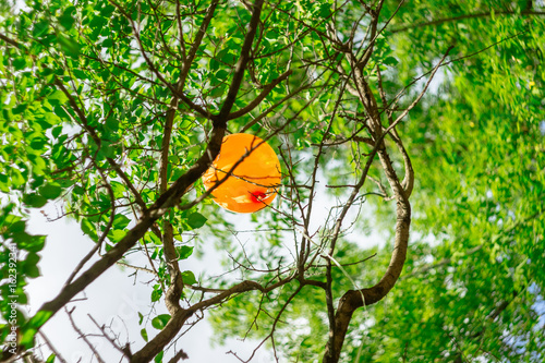 Orange balloon is stuck among the green tree branches