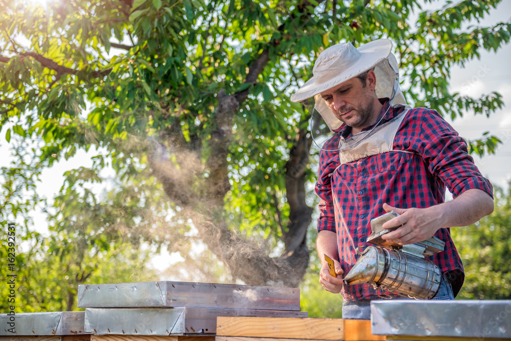 Beekeeper checking beehives Beekeeper checking beehives