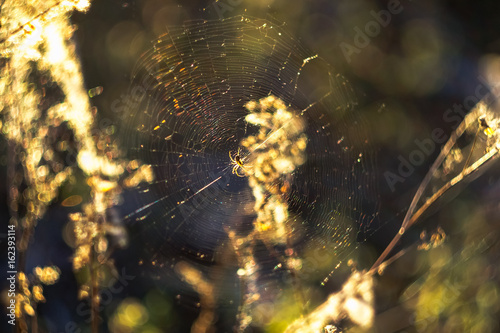 Spider web and spider. Sun rays and meadow grass with blur bokeh background.