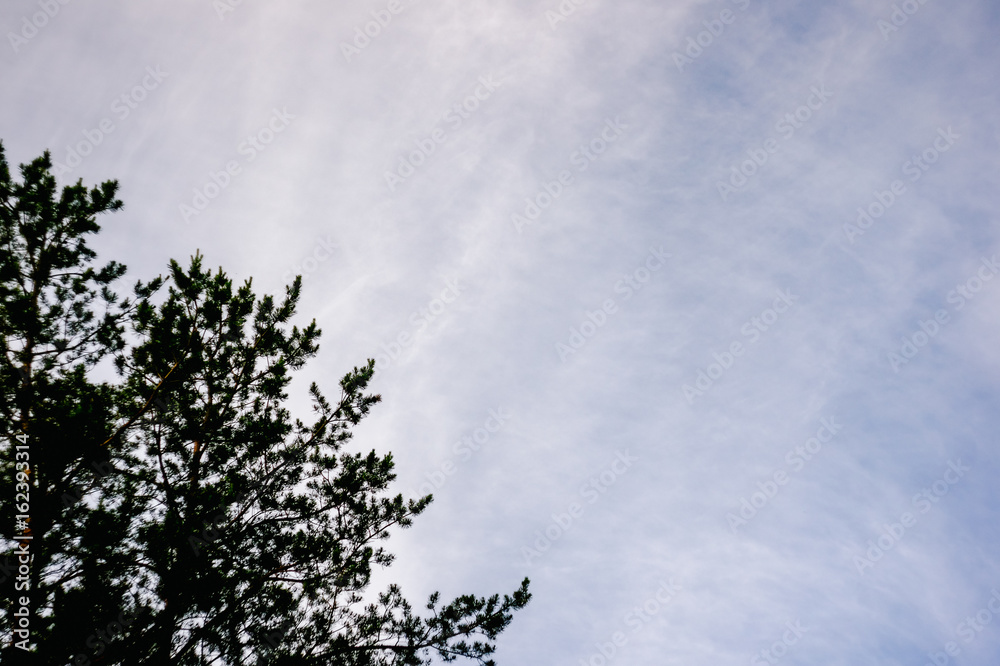 Spruce trees and sky with clouds on sunset for background. Place for text. Spruce trees and sky with clouds on sunset for background. Place for text.