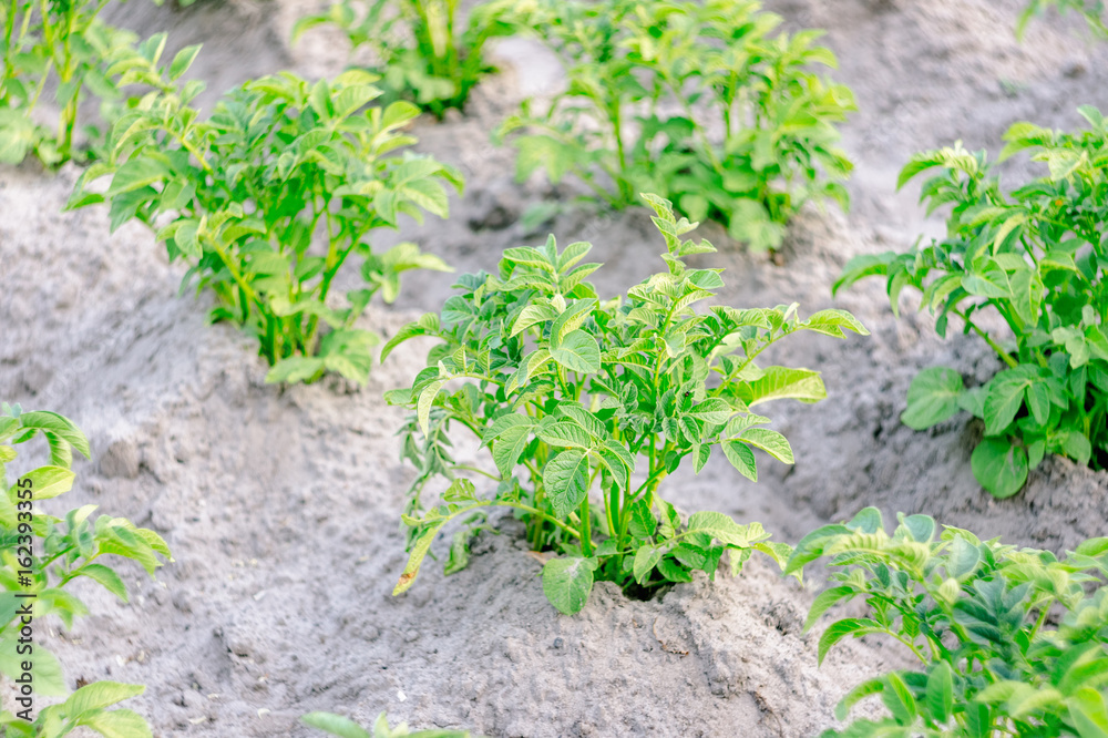 Bushes of green potatoes on the collective farm field Bushes of green potatoes on the collective farm field