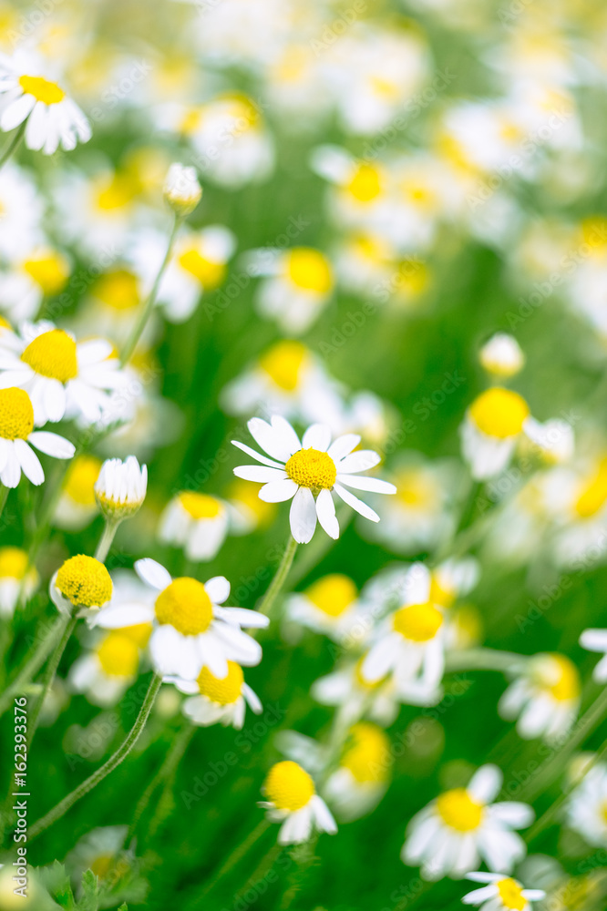 Wild chamomile flowers on a field. Beautiful bokeh background.