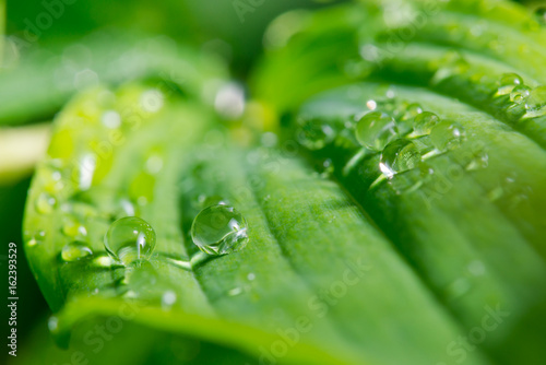 Green leaf with dew drops for background