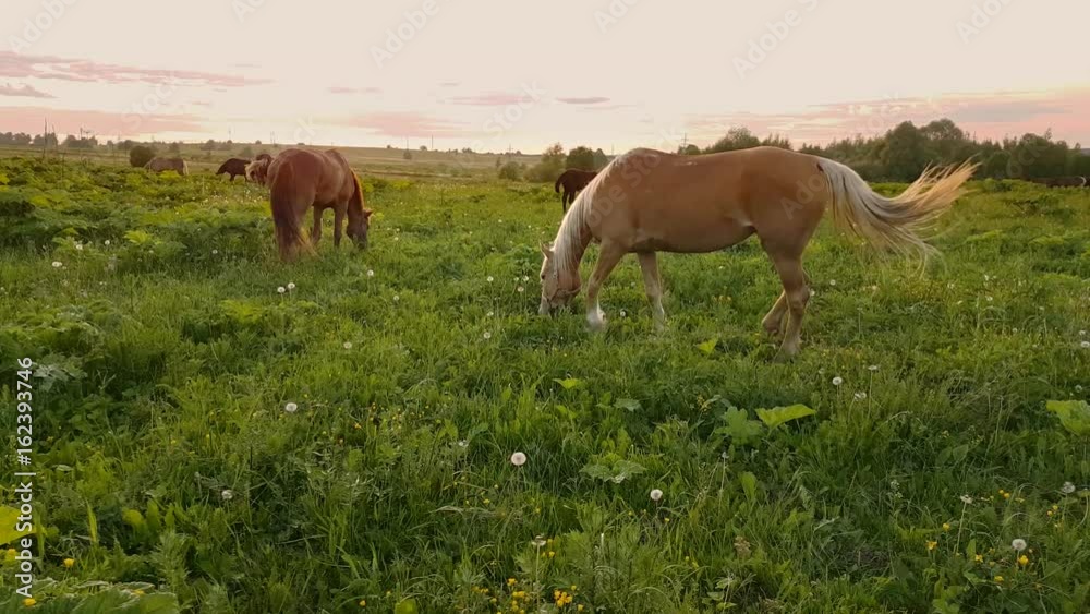 Horses are grazing in the meadow at sunset Horses are grazing in the meadow at sunset