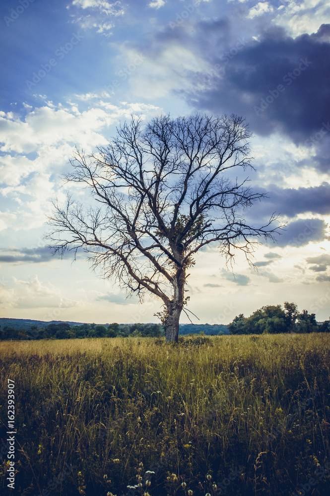 Dead tree standing alone in the summer field on sunset