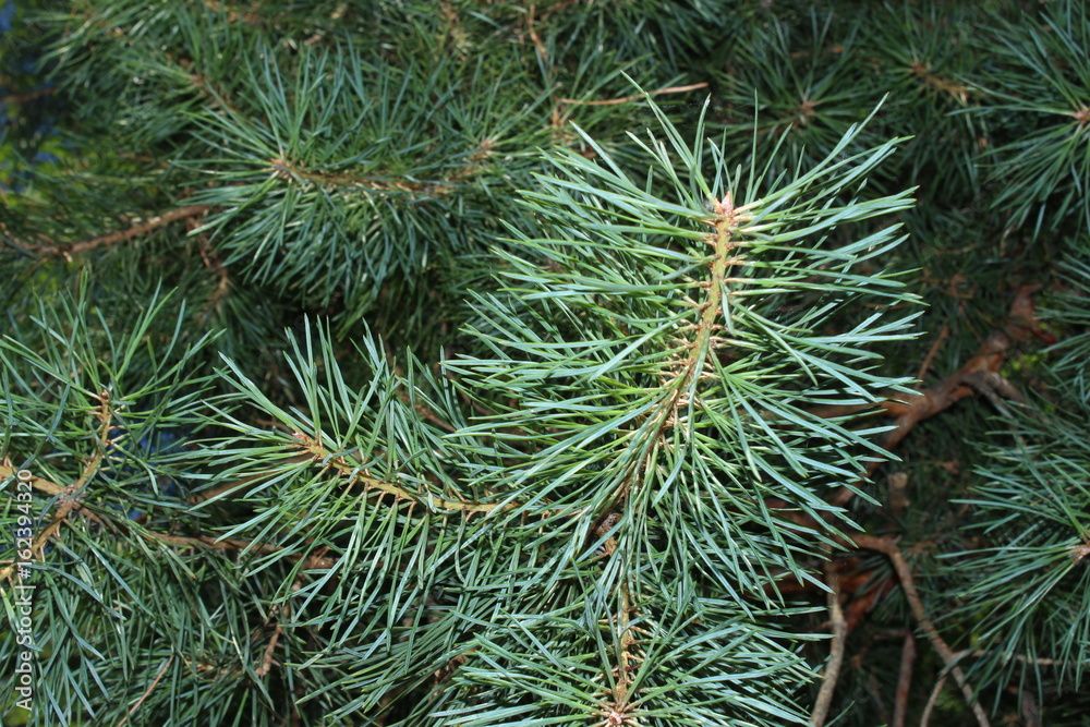Pine