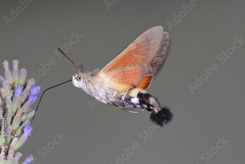 lepidottero - sfinge colibrì, ittero asilide, coleottero - cetonia dorata photo