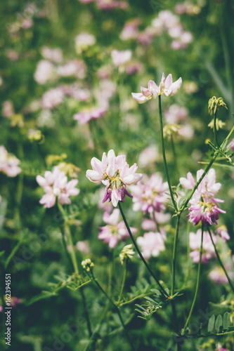 Wild pink flowers in green grass. Tinted stylish photo.