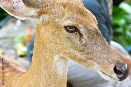 Deer eat food from the group tour in the open zood photo