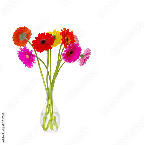 gerbera flower closeup on white background