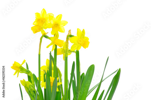 Fototapeta Naklejka Na Ścianę i Meble -  Yellow narcissus on a white background
