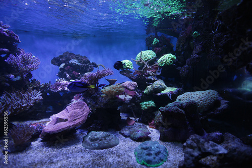 Fototapeta Naklejka Na Ścianę i Meble -  aquarium