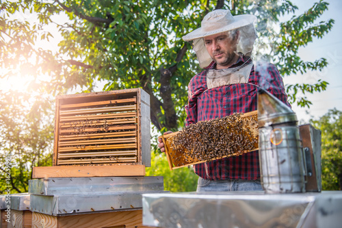 Beekeeper checking beehives