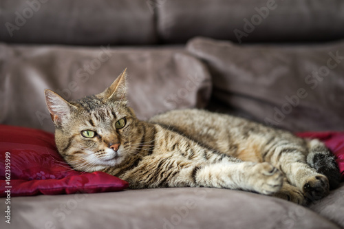 repos du chat sur le sofa © Eléonore H