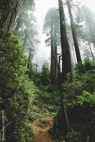 Northern California - Redwoods