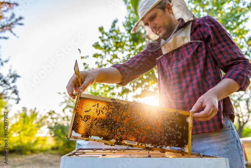 Beekeeper checking beehives photo