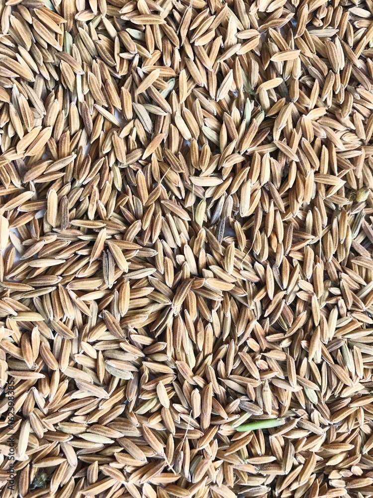 Some rice paddy showing by farmer