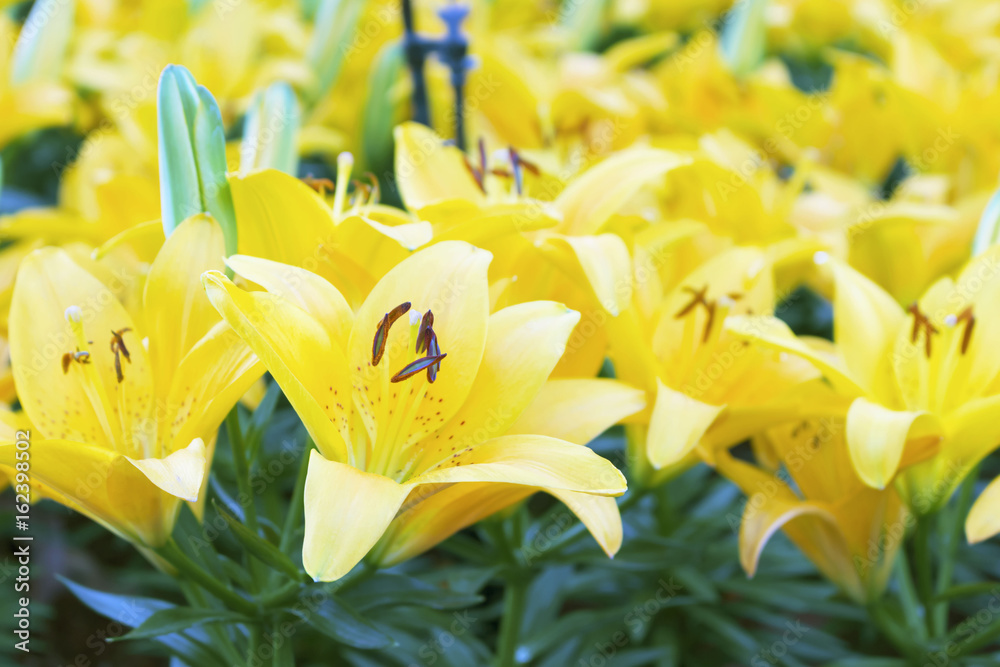 Obraz premium Yellow lillyes on garden bed. selective focus on flower pollen.