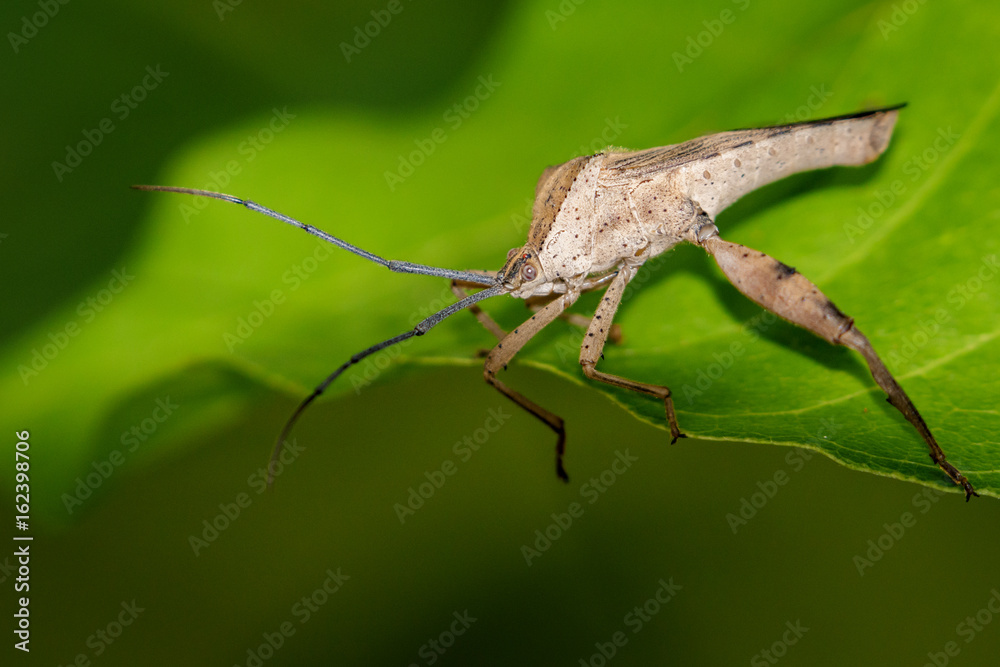 Naklejka premium Image of a Leaf-footed bugs on green leaves. Insect Animal
