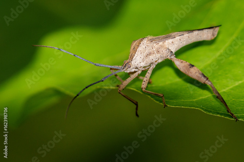 Image of a Leaf-footed bugs on green leaves. Insect Animal