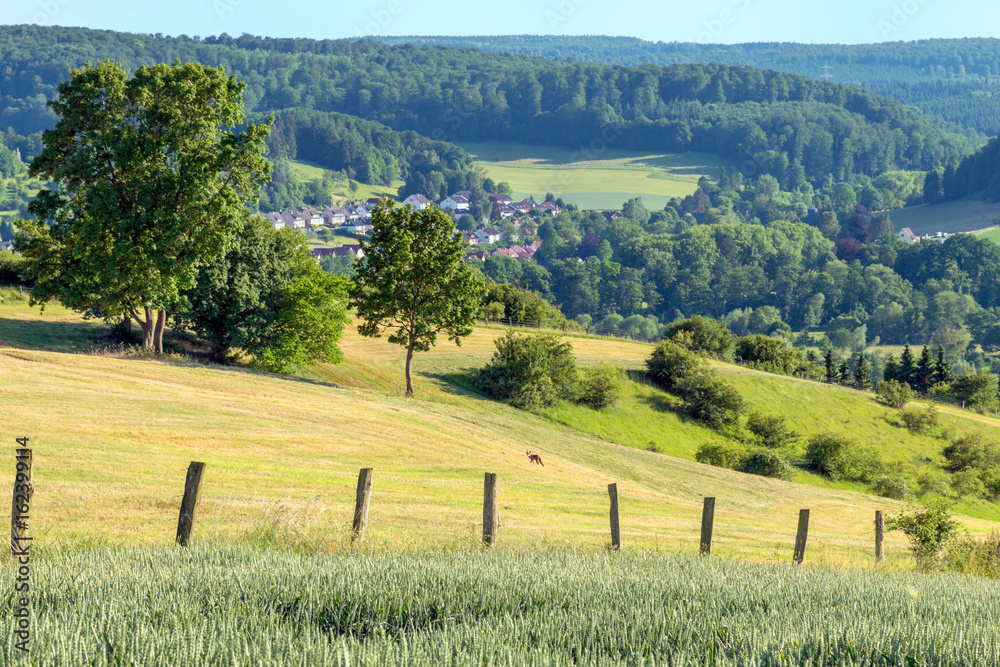 Obraz premium Fuchs auf Wiese